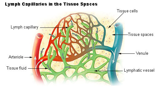 Dealing with Lymph Congestion