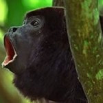 howler_monkey1