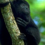 howler_monkey2