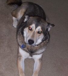 WARNING! Xylitol Is Deadly for Dogs! Shadow’s Story