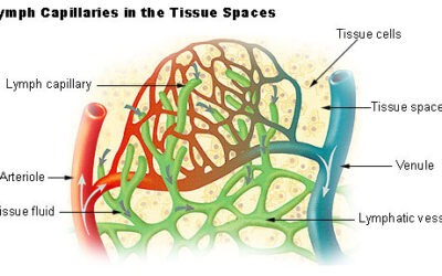 Sluggish Water Pipes! Dealing with Lymph Congestion