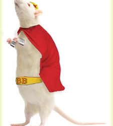 Article: “Kudos to the Mighty Mouse – Bone Health Hero!”